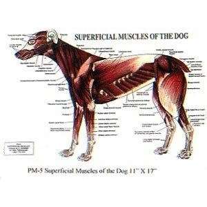 PetMassage Superficial Muscles of the Dog Chart 