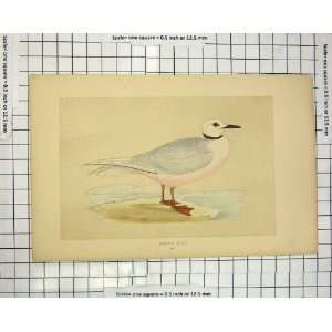  Colour Print Morris 1851 Bird Ornithology RossS Gull 
