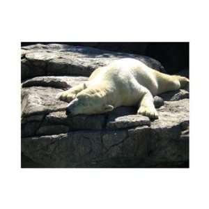  Liebermans PPBPVP0203 Polar Bear   Time to take five 10.00 