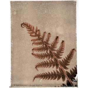  Fern study, Limited Edition Photograph, Home Decor 