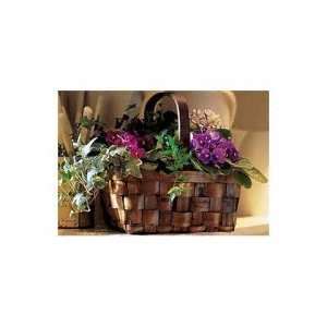 Send Flowers of Mixed African Violet Basket  Grocery 