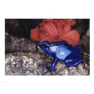  Blue Poison Frog Poster (24.00 x 18.00)