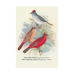  Pileated Finch Red Crested Finch 28x42 Giclee on Canvas 