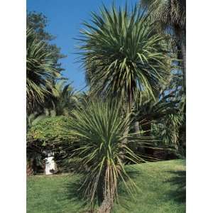  Close Up of a Cabbage Tree (Cordyline Australis 