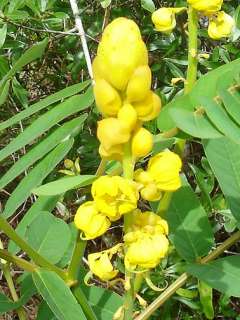 Cassia alata CANDLESTICK SENNA, Butterfly Plant ~SEEDS~  