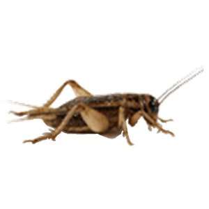  2 Dozen Live Crickets, Medium Size  Pet 