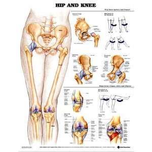 Hip and Knee Anatomical Chart:  Industrial & Scientific