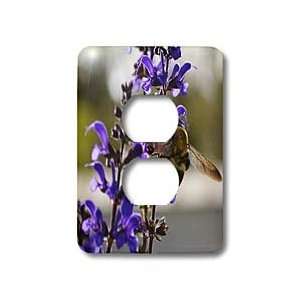 WhiteOak Photography Floral Prints   Bee and Salvia Flower Flower with 