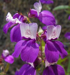 Chinese Houses Collinsia hardy wildflower 100 seeds  