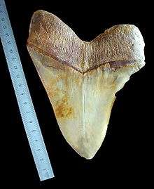 Megalodon tooth with slant height (diagonal length) of over 170 mm .