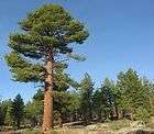 pine sale tree  