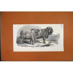   : 1869 Pure Saxon Merino Rams Exhibited Breslau Sheep: Home & Kitchen