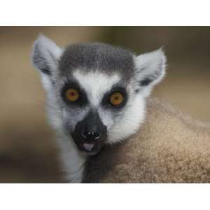  Ring Tailed Lemur Face (Lemur Catta), Madagascar 