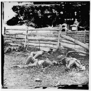  Civil War Reprint Antietam, Maryland. Bodies of dead 