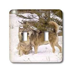 Wolf   Gray Wolf Canis lupus Alpha male and Alpha female with Beta 