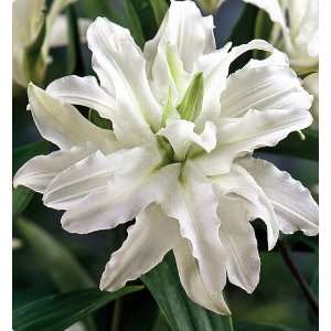  Serene Angel Double Oriental Lily 2 Bulbs   Double White 