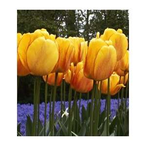  Tulip Blushing Apeldoorn Patio, Lawn & Garden