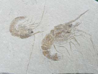 1a Fossil Shrimp Lebanon Cretaceous FREAKIN AWESOME  