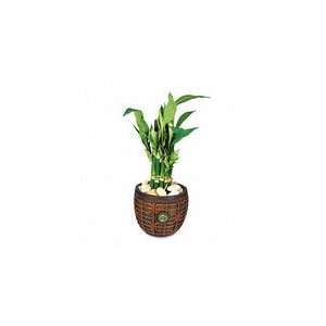  Nu Dell Artificial Lucky Bamboo Plant In A Brown/Jade 