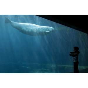  Boy Watching Beluga Whale at Vancouver Aquarium by 