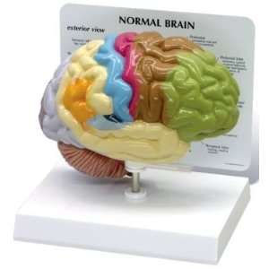  Half Brain Sensory and Motor Areas Anatomy Model #2950 