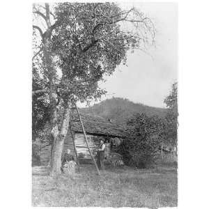   Mountain apple tree,Western North Carolina,1917,ladder