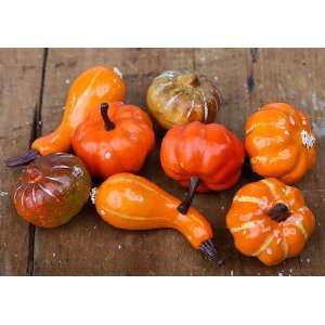  Miniature Harvest Pumpkins and Gourds Assorted Sizes 24 