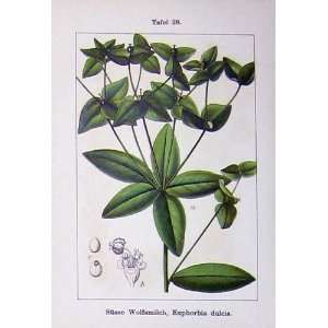  Sturms 1902 Euphorbia Dulcis Platyphylla Plants