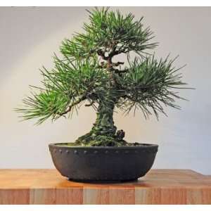 Japanese Black Pine Bonsai Tree: Grocery & Gourmet Food