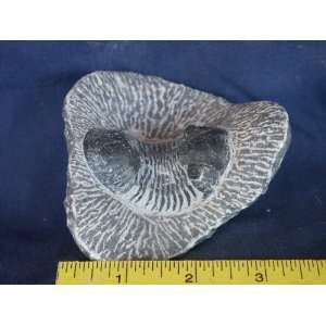  Trilobite (Paralejurus Dormitzeri, Morocco), 2.7.8 