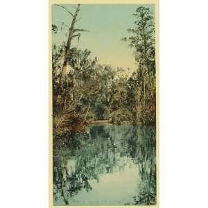  Tributary of the St Johns,river,wetlands,Florida,c1898 