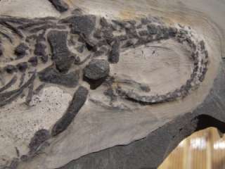 SUPERB Genuine Triassic Pre Dinosaur Fossils Keichousaurus hui 
