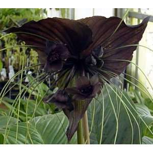  Rare Black Haunting Bat Plant  Tacca   Exotic Houseplant 