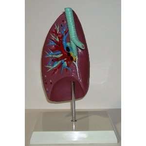  Lung with Trachea Model