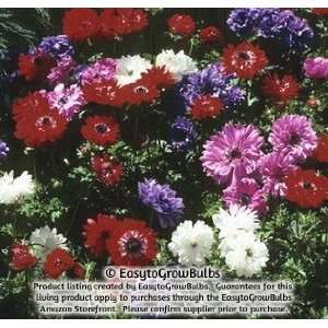  Anemone St. Brigid Mix   25 bulbs   7/8 cm Patio, Lawn 