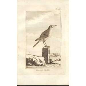 The Reed Thrush 1812 Buffon Birds Plate 74