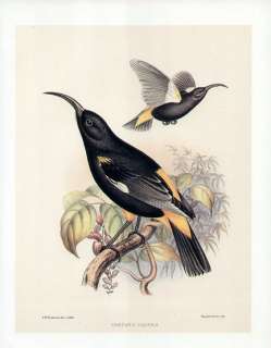 FREDERICK FROHAWK print endemic Hawaiian bird HAWAII MAMO  