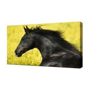  Black Stallion   Canvas Art   Framed Size 32x48   Ready 