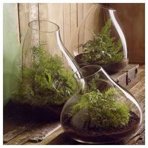  Roost Recycled Glass Bubble Terrariums