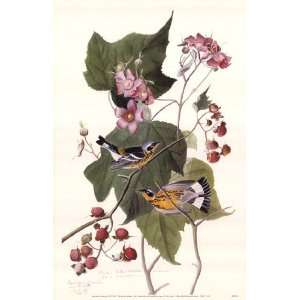  Magnolia Warbler by John Woodhouse Audubon 11x17 Kitchen 