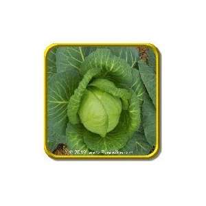  1 Oz   Cabbage Seeds   Late Flat Dutch Bulk Vegetable 
