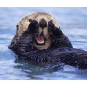   NA, USA, Alaska. Sea otters are the largest Mousepad