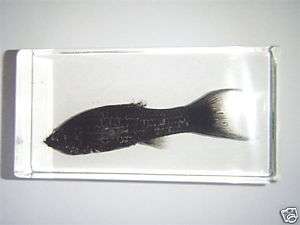 Fish Specimen   Black Molly ( Poecilia sphenops )  