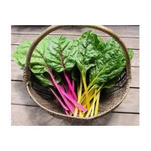  Renees Garden Chard Seed Patio, Lawn & Garden