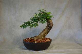 BunJin Brazilian Raintree Bonsai tree Specimen, Hard to find, 1 of a 