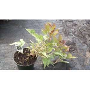  4 Inch Ornamental Sweet Potato Tricolor Ipomoea: Patio 