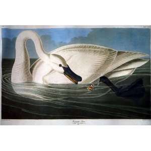   Reproduction   John James Audubon   24 x 16 inches   Trumpeter Swan