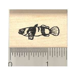  Bumblebee Goby Fish Rubber Stamp: Arts, Crafts & Sewing