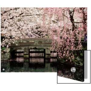  Cherry Blossoms, Mishima Taisha Shrine, Shizuoka , 24x32 