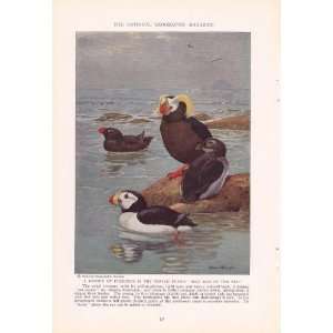   1936 Tufted Puffin   Allan Brooks Vintage Bird Print 